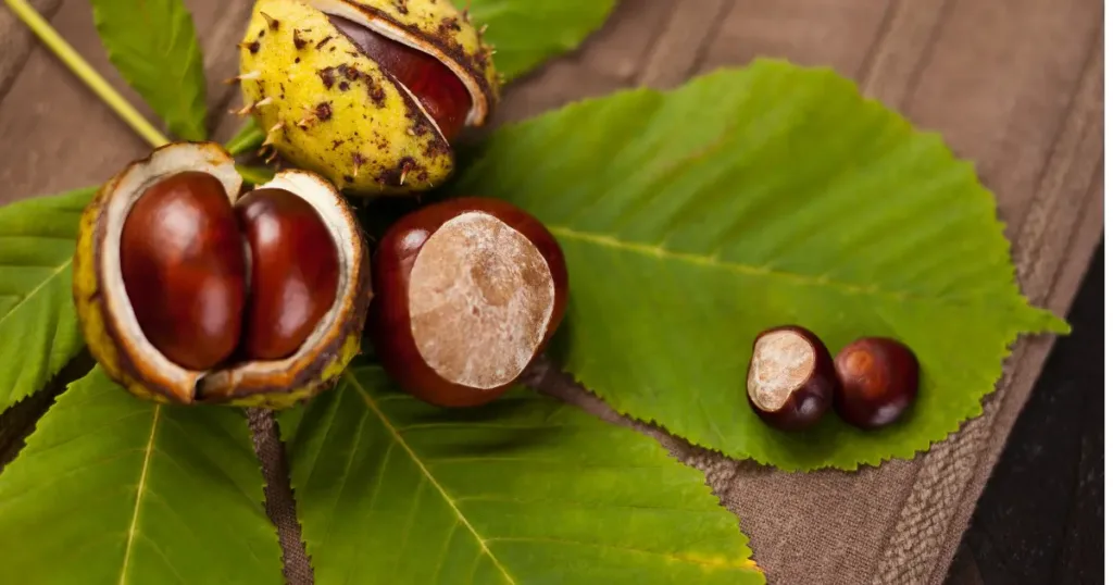 A photo of a wooden bowl of peeled water chestnuts on a wooden surface with a knife. The water chestnuts are white and round. The bowl is a dark brown color and appears to be made of wood. The knife is a silver color with a black handle. The background is a light blue color.