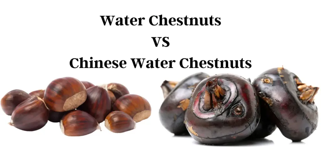 A photo of two types of water chestnuts, with the text “Water Chestnuts VS Chinese Water Chestnuts” on the top. The water chestnuts are on the left side of the image and the Chinese water chestnuts are on the right side of the image. The water chestnuts are brown in color and have a smooth and round shape. The Chinese water chestnuts are black in color and have a rough and irregular shape. The background is white.